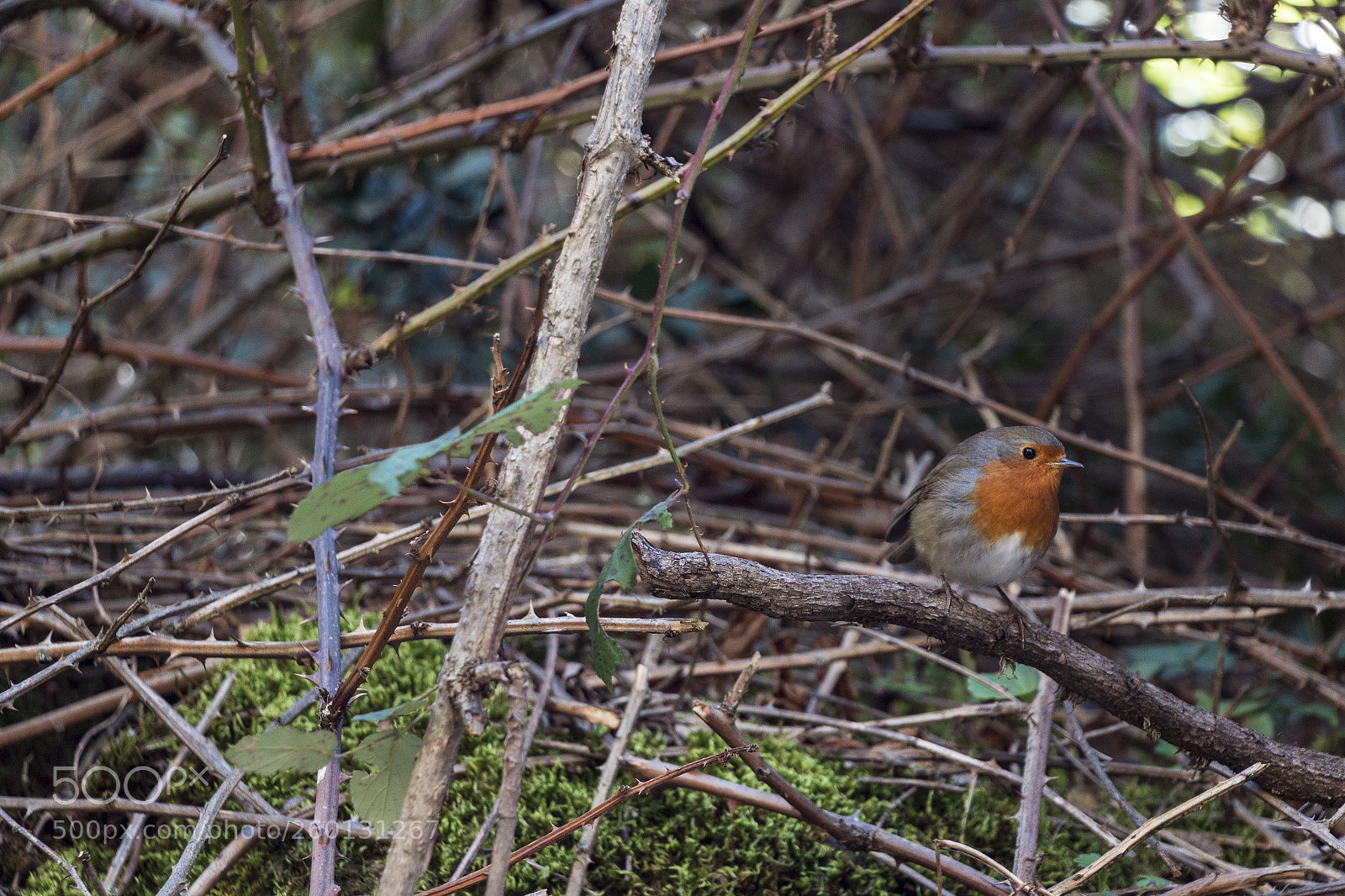 Canon EOS 70D sample photo. Bird photography