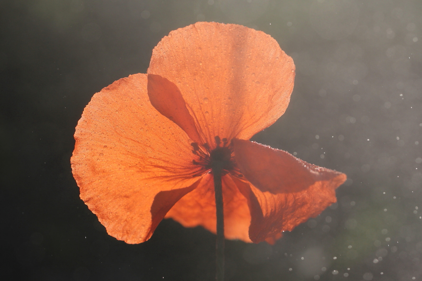 Sigma 150mm f/2.8 EX DG OS HSM APO Macro sample photo. Is it any good?? photography