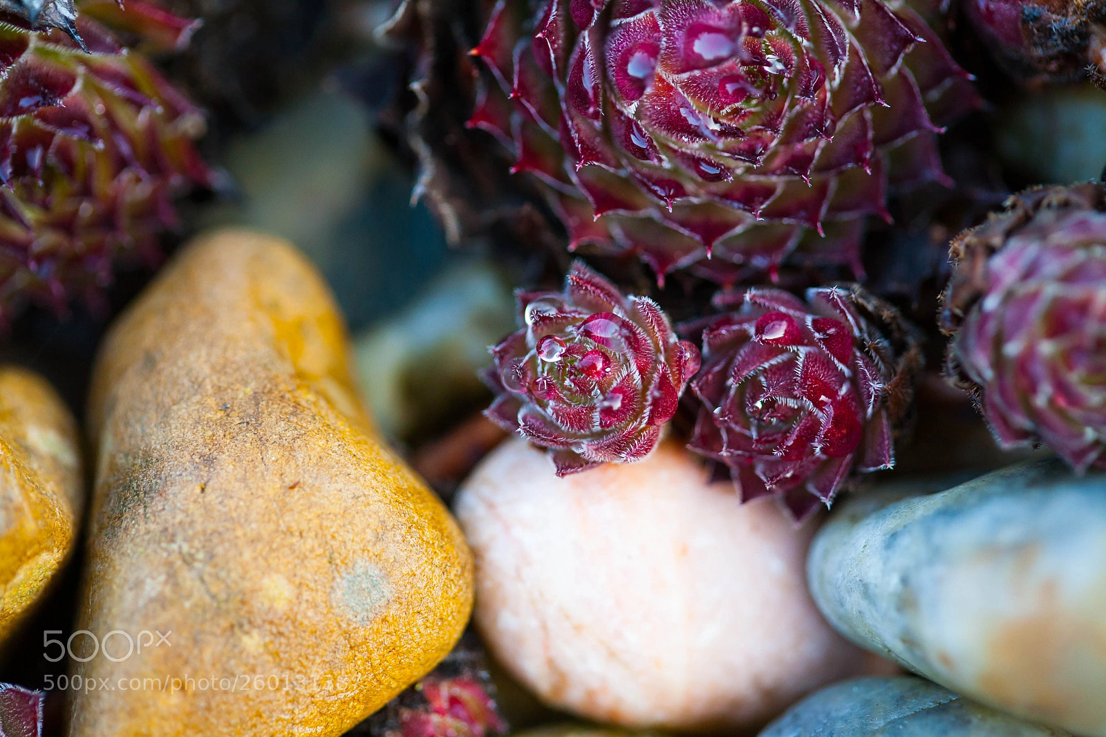 Canon EOS 5D sample photo. After the rain photography