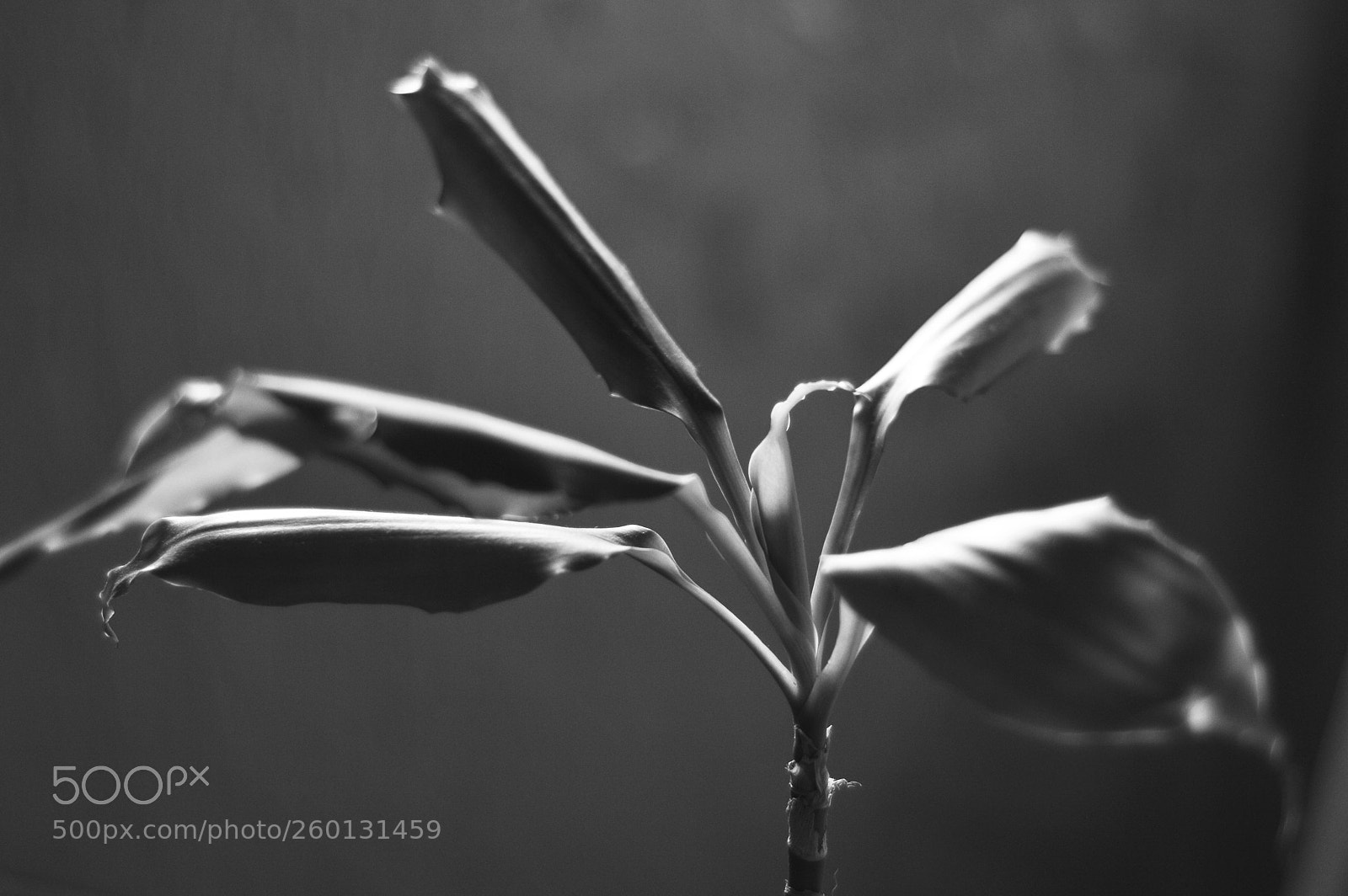 Nikon D3200 sample photo. Tender photography