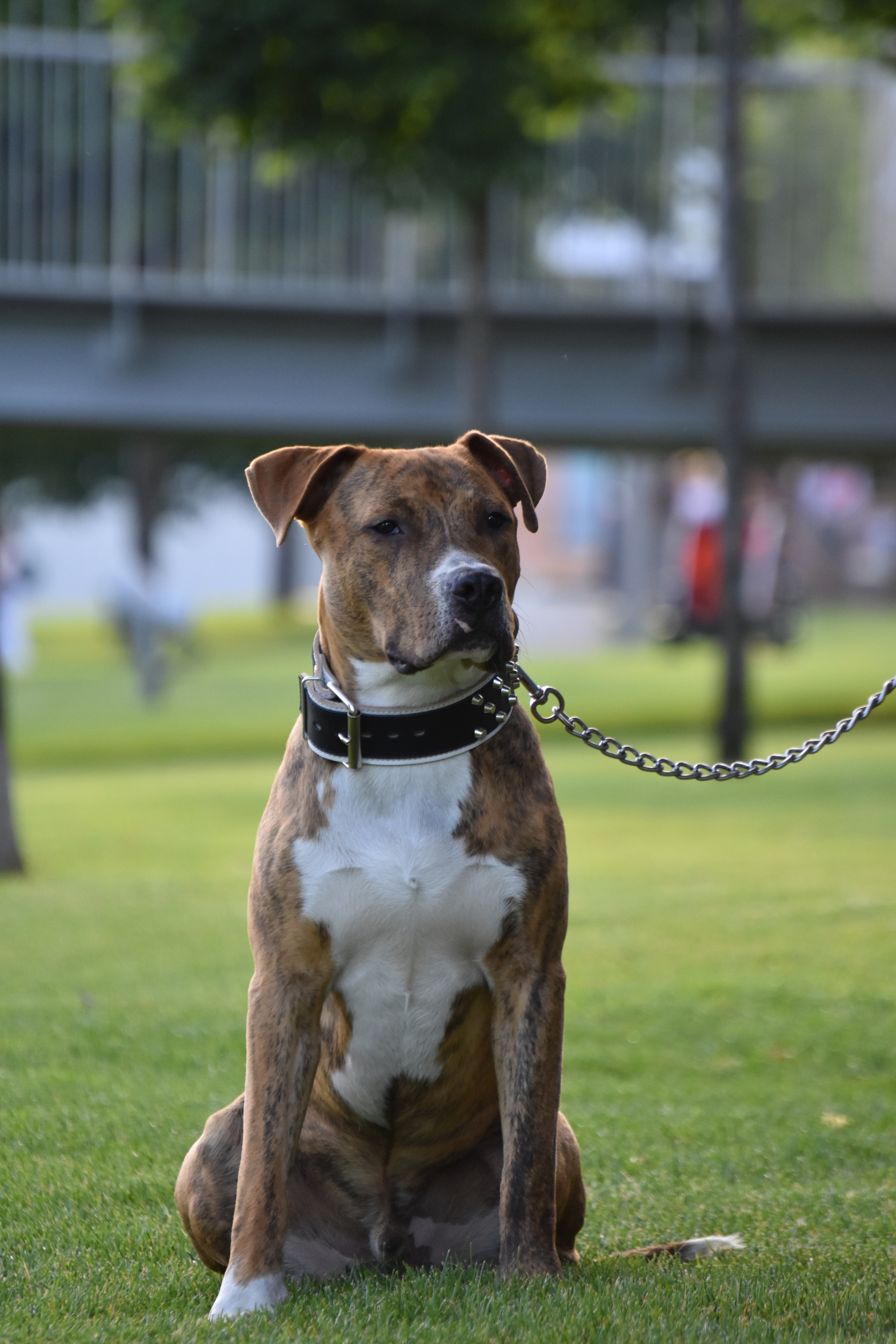 Nikon D3400 sample photo. Doggo photography