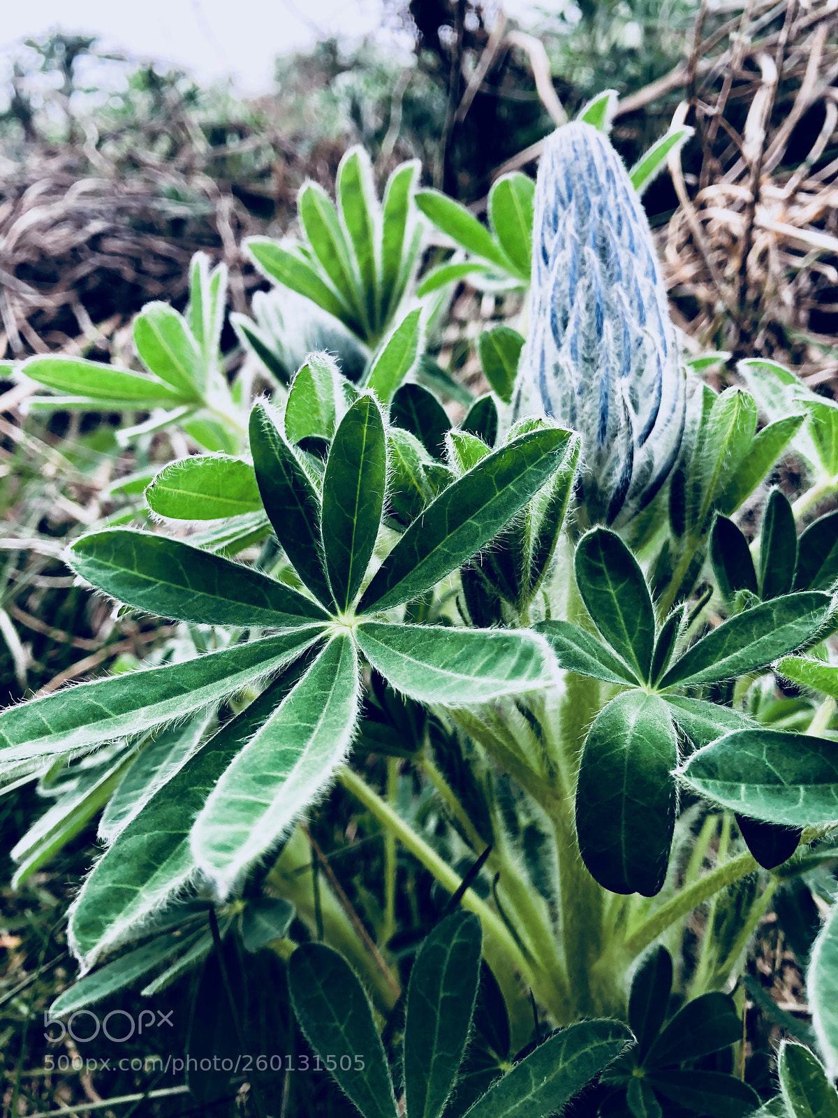 Apple iPhone 8 sample photo. Flower on the mountainside photography