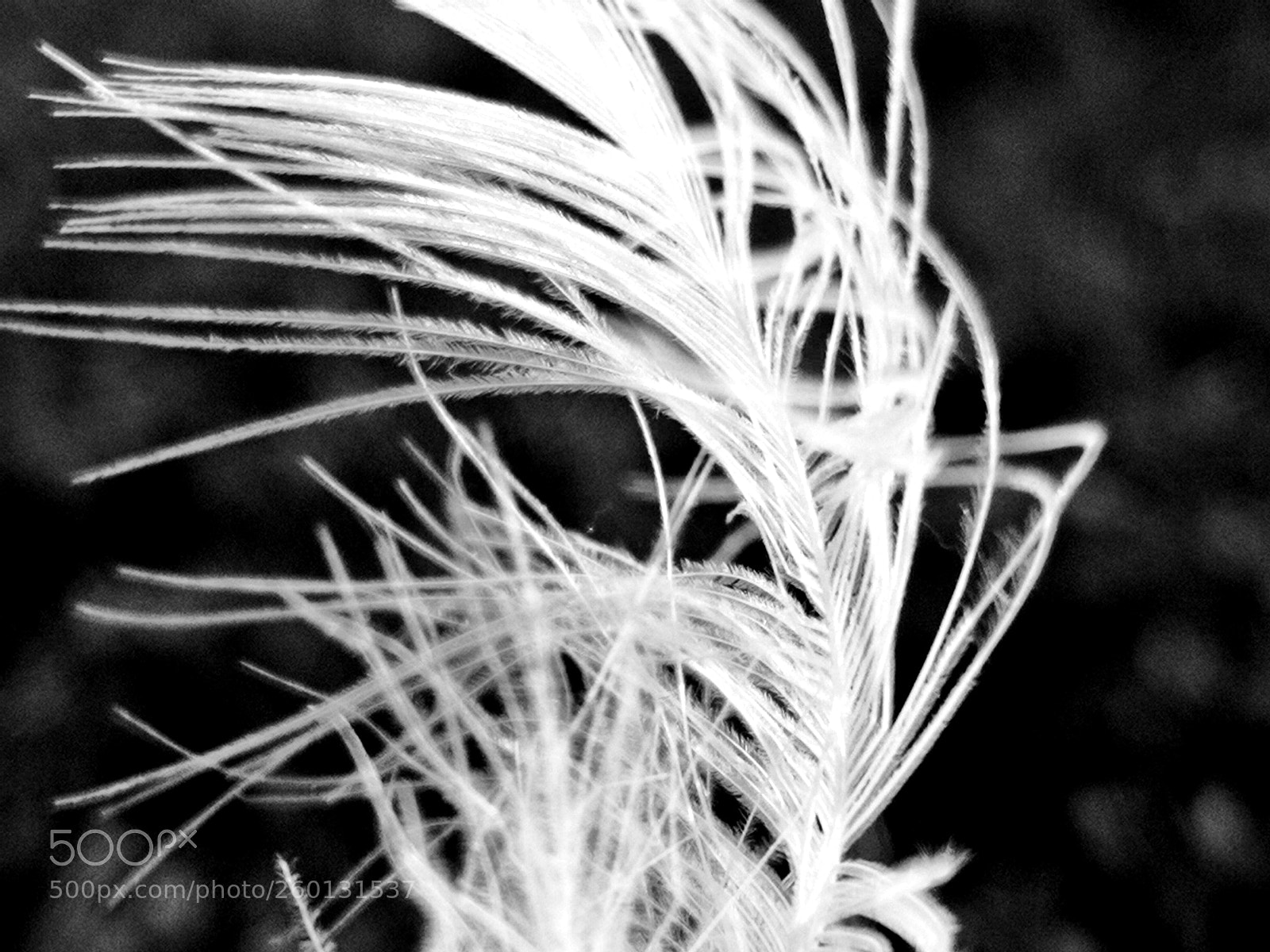 HUAWEI Mate 10 Pro sample photo. White and soft feather photography