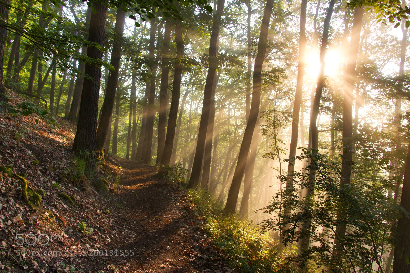 Canon EOS 70D sample photo. Morning rays photography