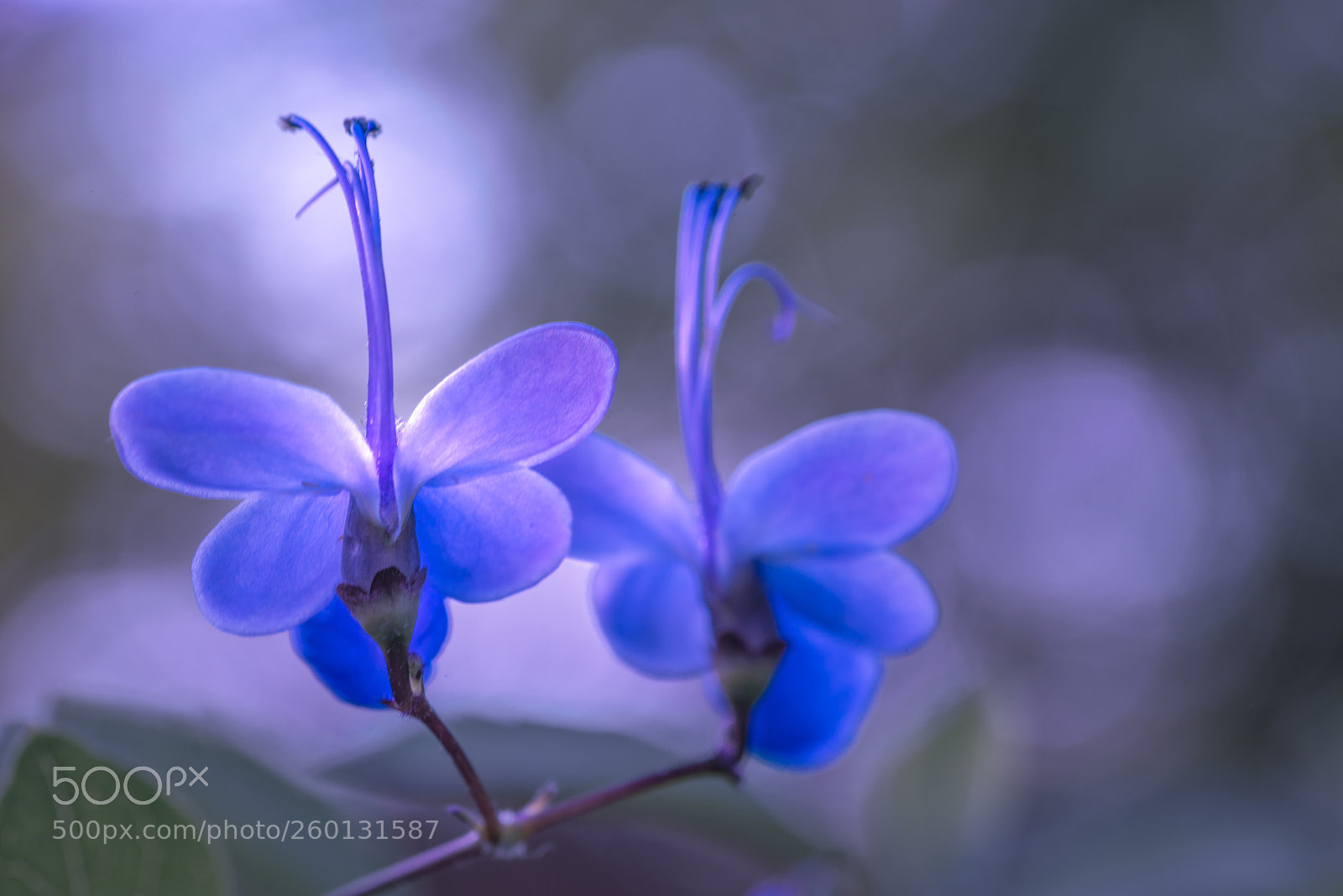 Nikon D800 sample photo. Magic light photography