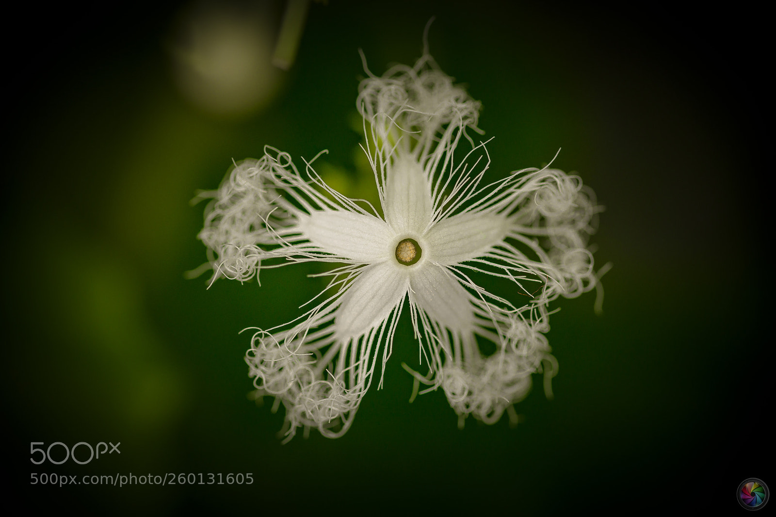 Sony a99 II sample photo. Botanischen gartens st.gallen photography