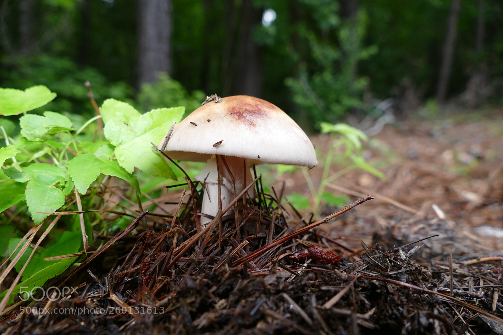 Panasonic Lumix DMC-FZ1000 sample photo. Mushroom photography