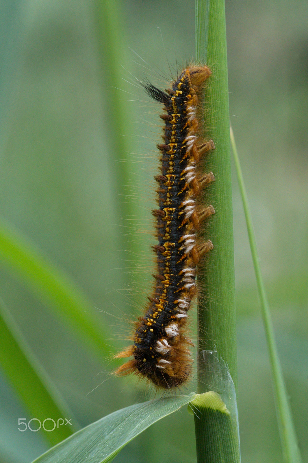 Sony ILCA-77M2 + Tamron SP 90mm F2.8 Di VC USD 1:1 Macro sample photo. Raupe photography