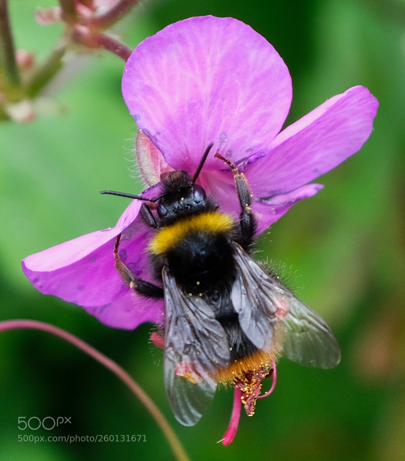 Fujifilm X-T2 sample photo. Bumblebee photography