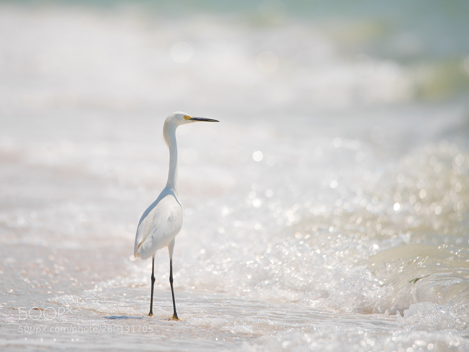 Nikon D750 sample photo. Snowy egret photography