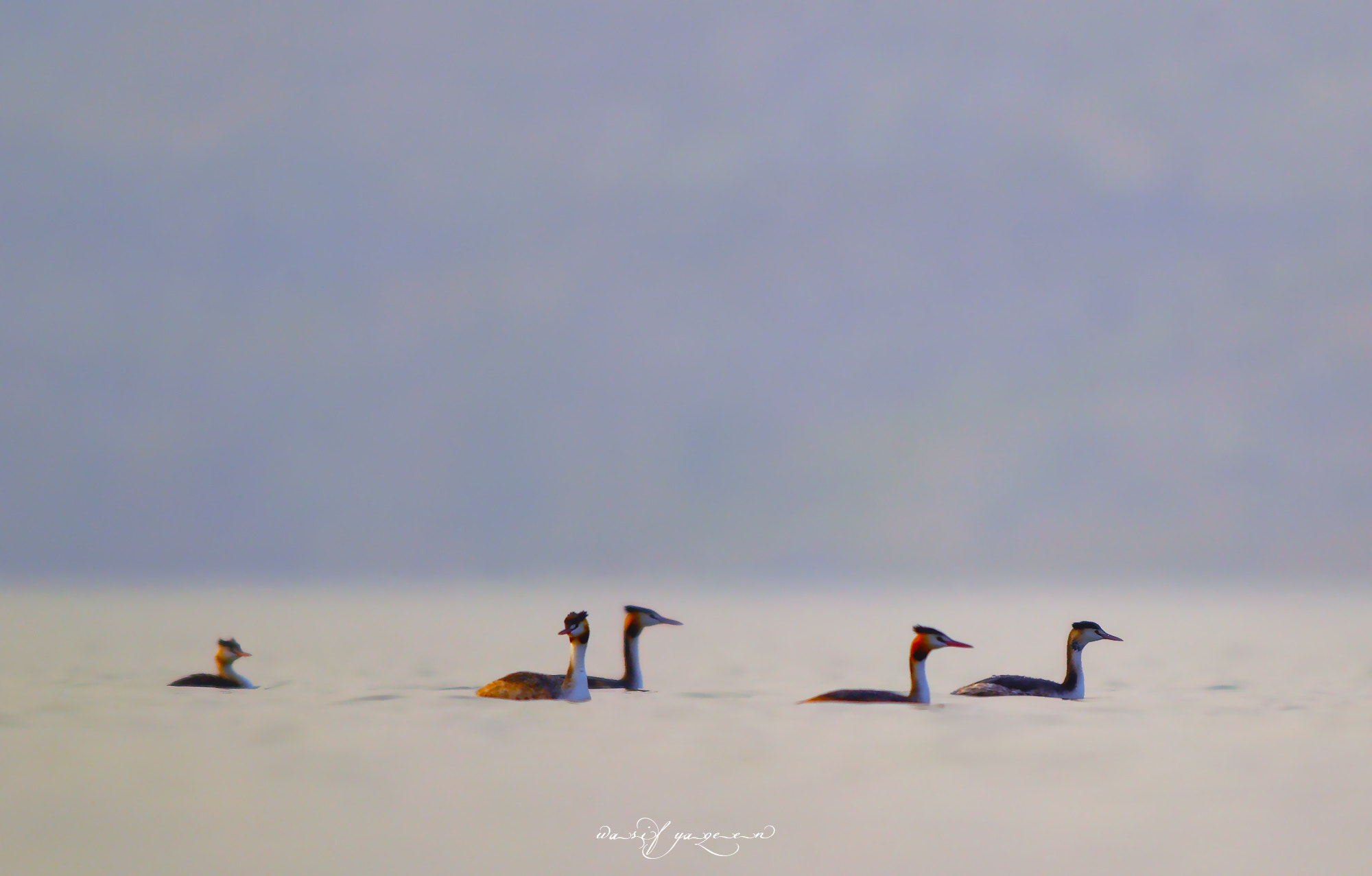 Canon EOS-1D Mark IV sample photo. Great crested grebe photography