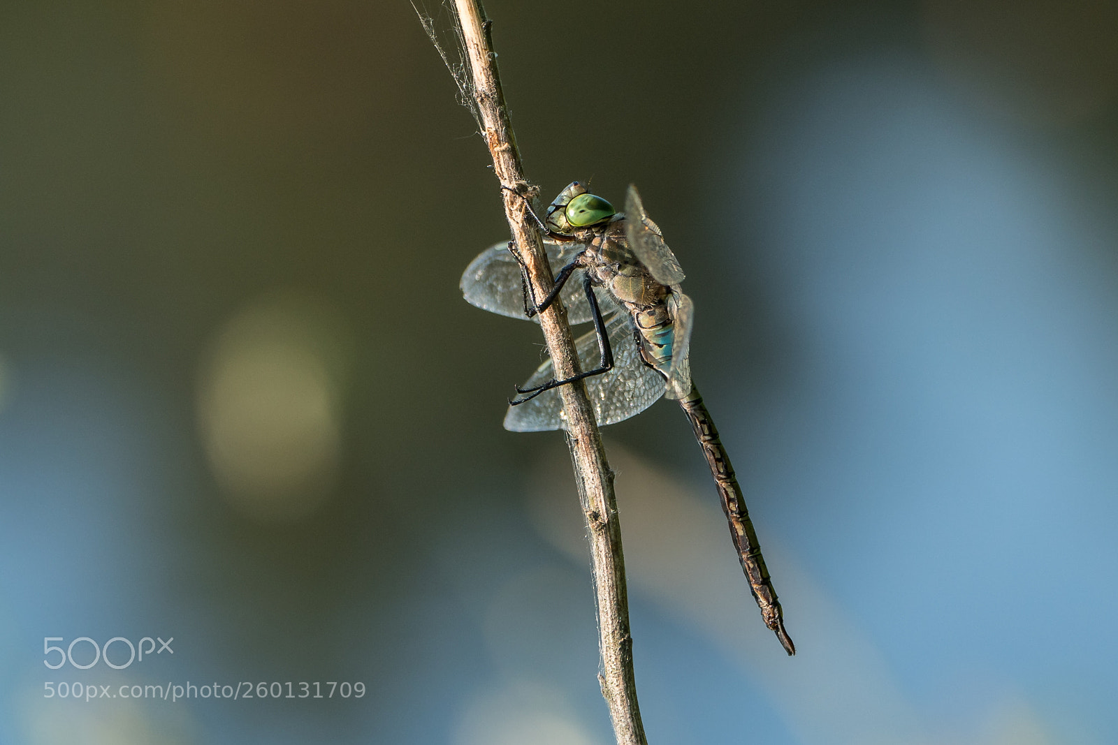 Sony a7R II sample photo. Kleine königslibelle photography