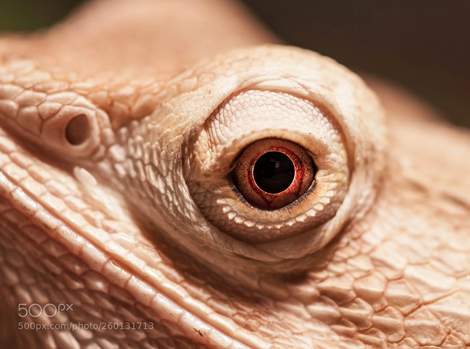 Canon EOS 5D sample photo. Saurons eye photography