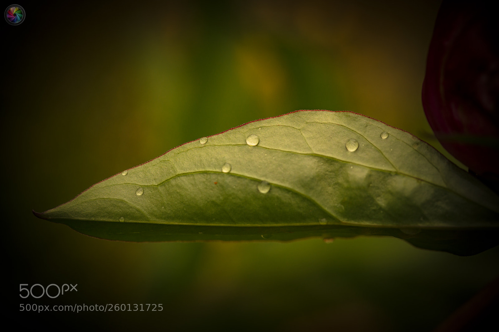 Sony a99 II sample photo. Botanischen gartens st.gallen photography