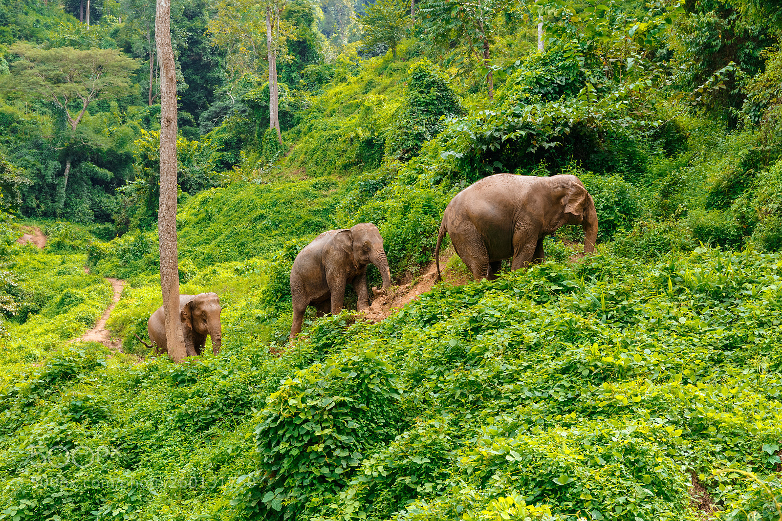 Canon EOS 6D sample photo. Three elephants walk at photography