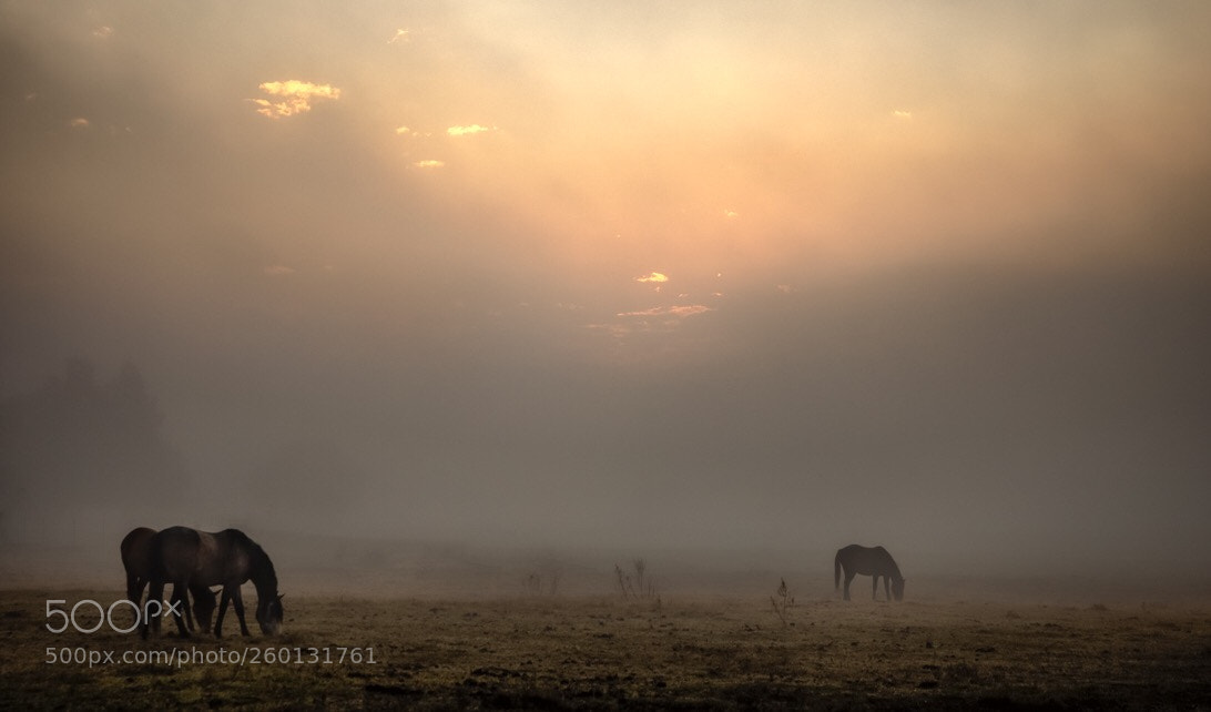 Canon EOS 5D Mark IV sample photo. Horses in the mist... photography