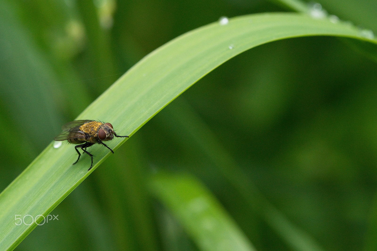 Tamron SP 90mm F2.8 Di VC USD 1:1 Macro sample photo. Fly photography