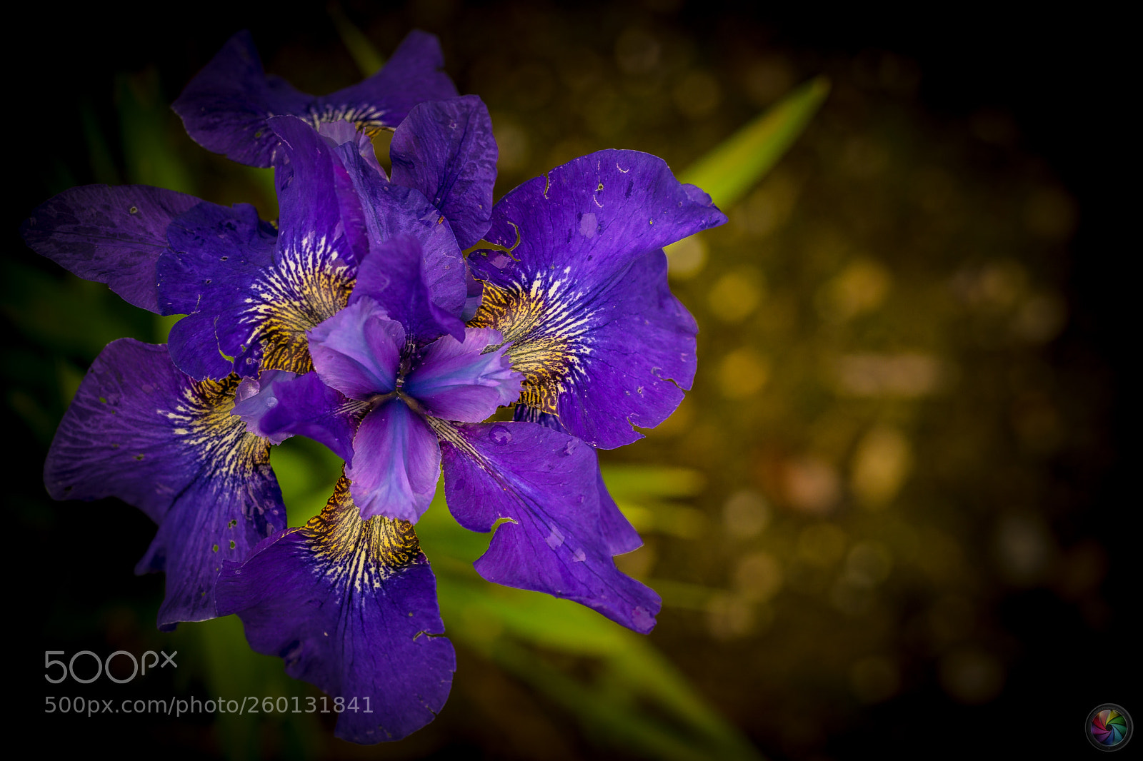 Sony a99 II sample photo. Botanischen gartens st.gallen photography