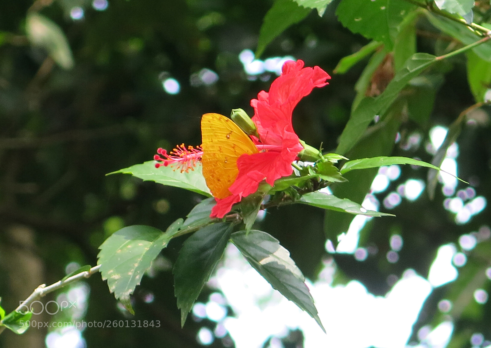 Canon PowerShot G15 sample photo. Img 1241-0.jpg red and photography