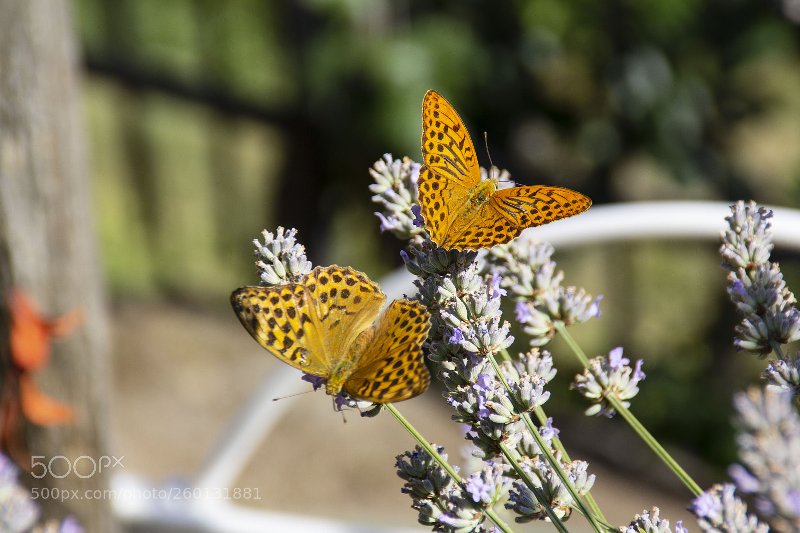 Canon EOS 60D sample photo. Gli opposti photography
