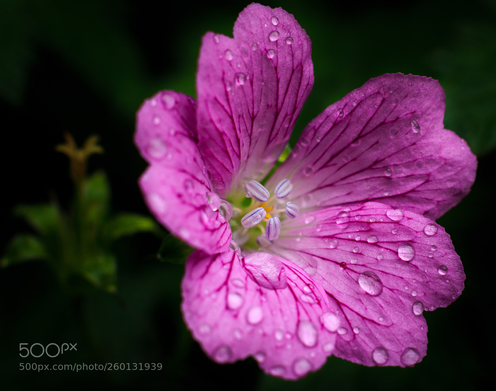 Canon EOS 70D sample photo. Purple rain photography