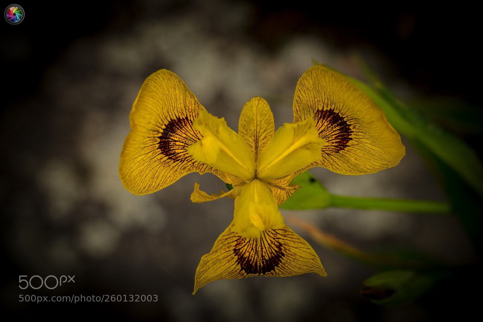 Sony a99 II sample photo. Botanischen gartens st.gallen photography