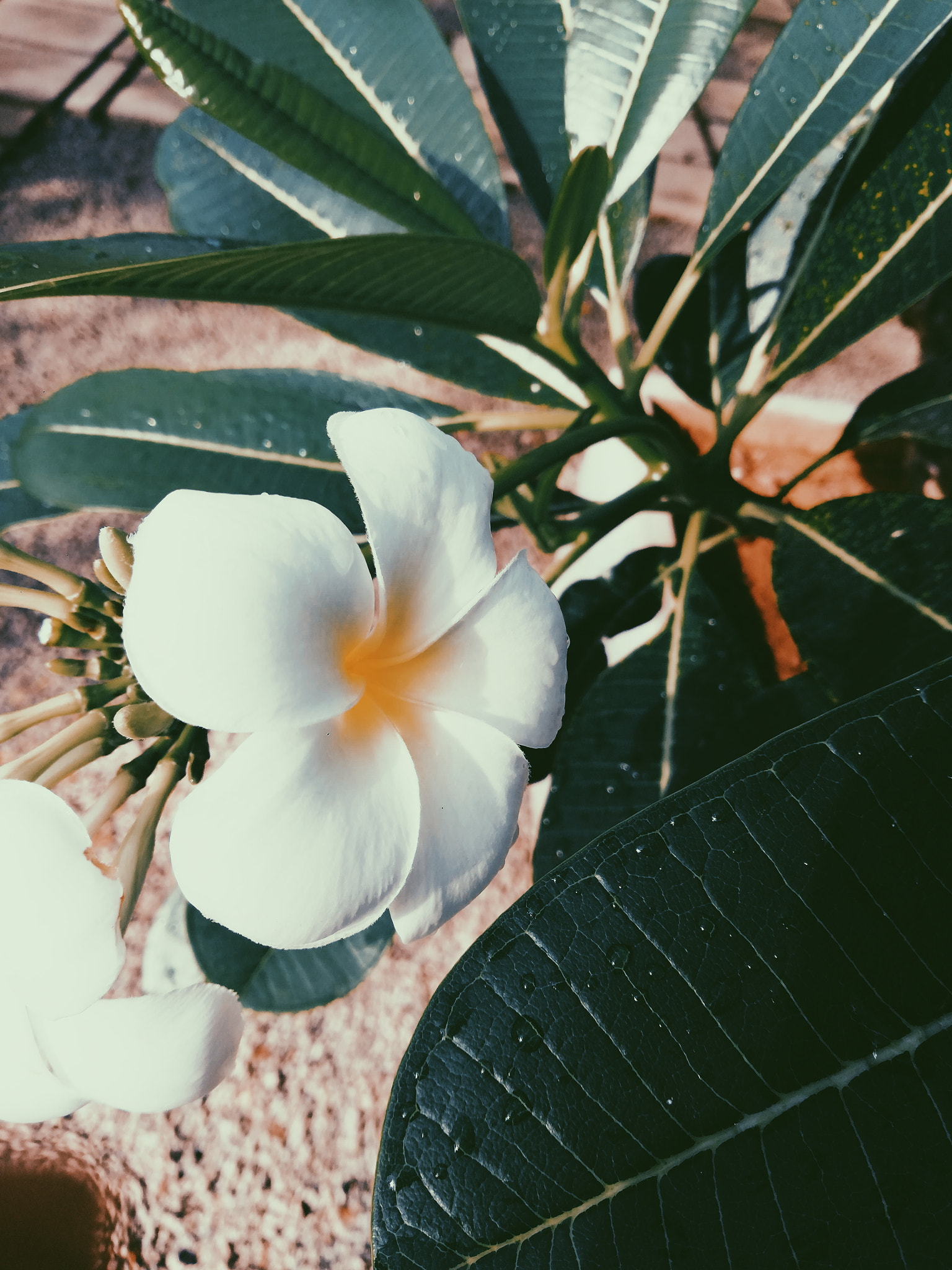 HUAWEI nova 2i sample photo