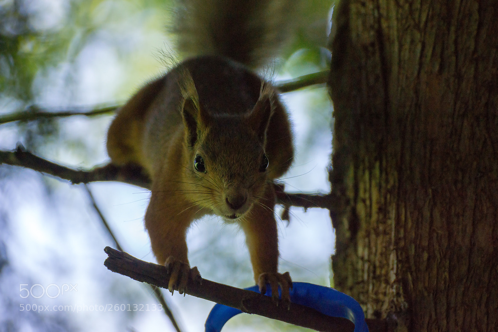 Sony SLT-A77 sample photo. копия photography