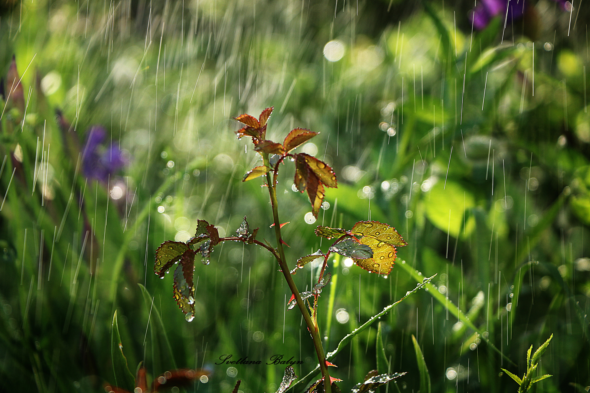 Canon EOS 750D (EOS Rebel T6i / EOS Kiss X8i) sample photo. роза photography