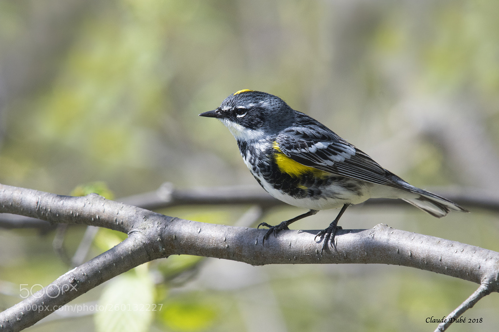 Nikon D500 sample photo. Paruline a croupion jaune photography