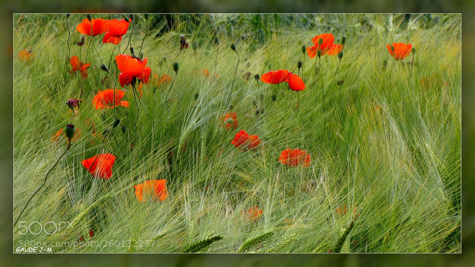 Canon PowerShot SX10 IS sample photo. Coquelicots photography