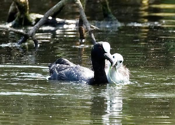 Canon EOS 5D Mark II + Canon EF 100-400mm F4.5-5.6L IS II USM