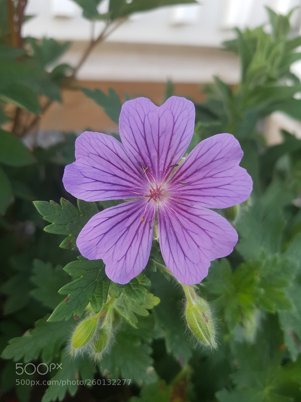 Samsung Galaxy S7 sample photo. Untitled photography