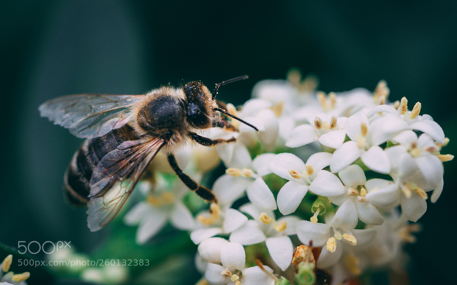 Canon EOS 600D (Rebel EOS T3i / EOS Kiss X5) sample photo. Bee photography