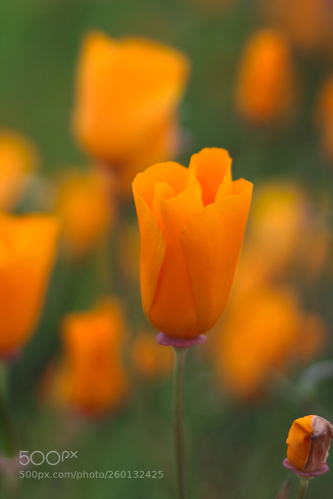 Canon EOS 750D (EOS Rebel T6i / EOS Kiss X8i) sample photo. Img photography