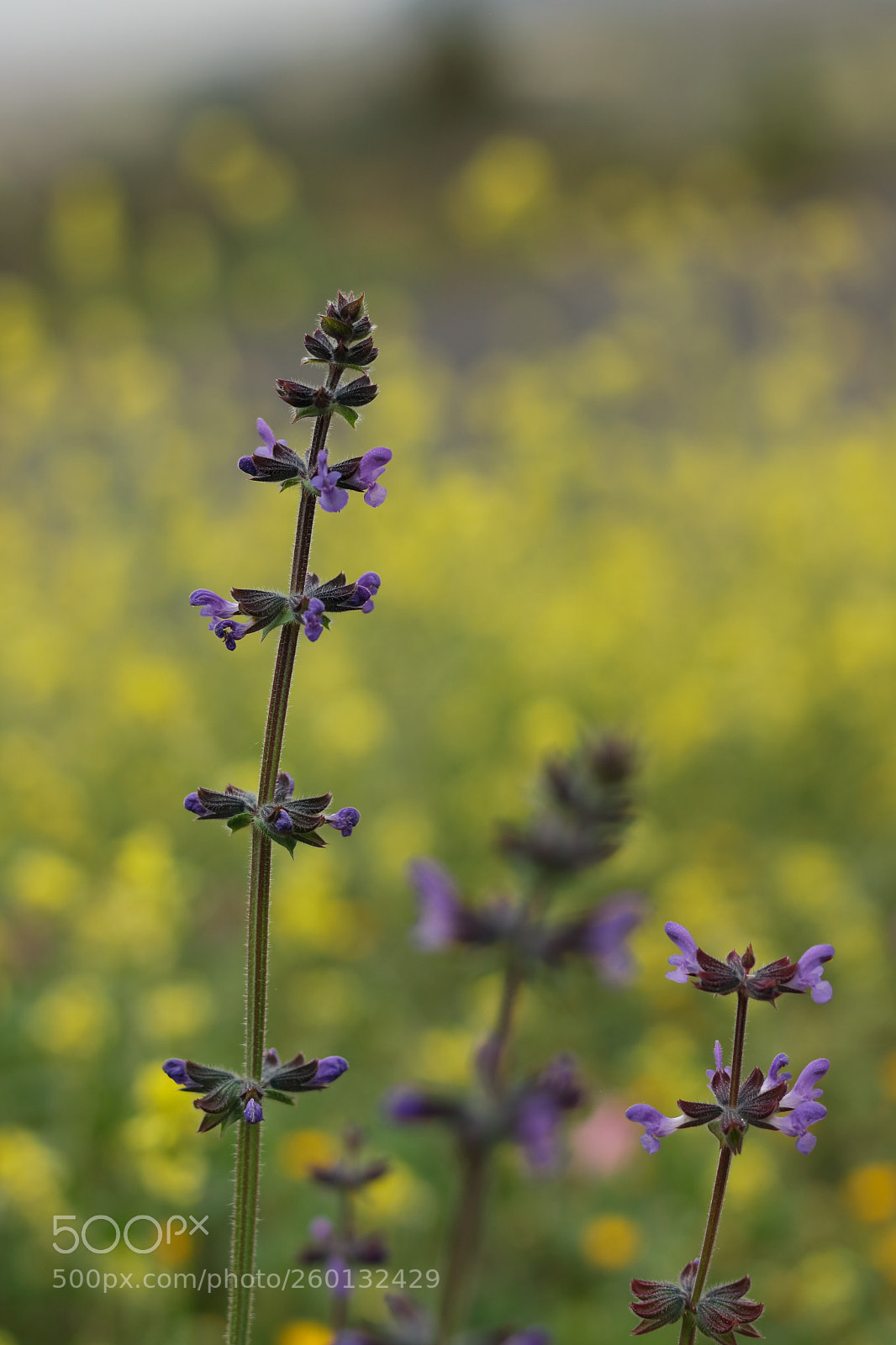 Canon EOS 750D (EOS Rebel T6i / EOS Kiss X8i) sample photo. Img photography