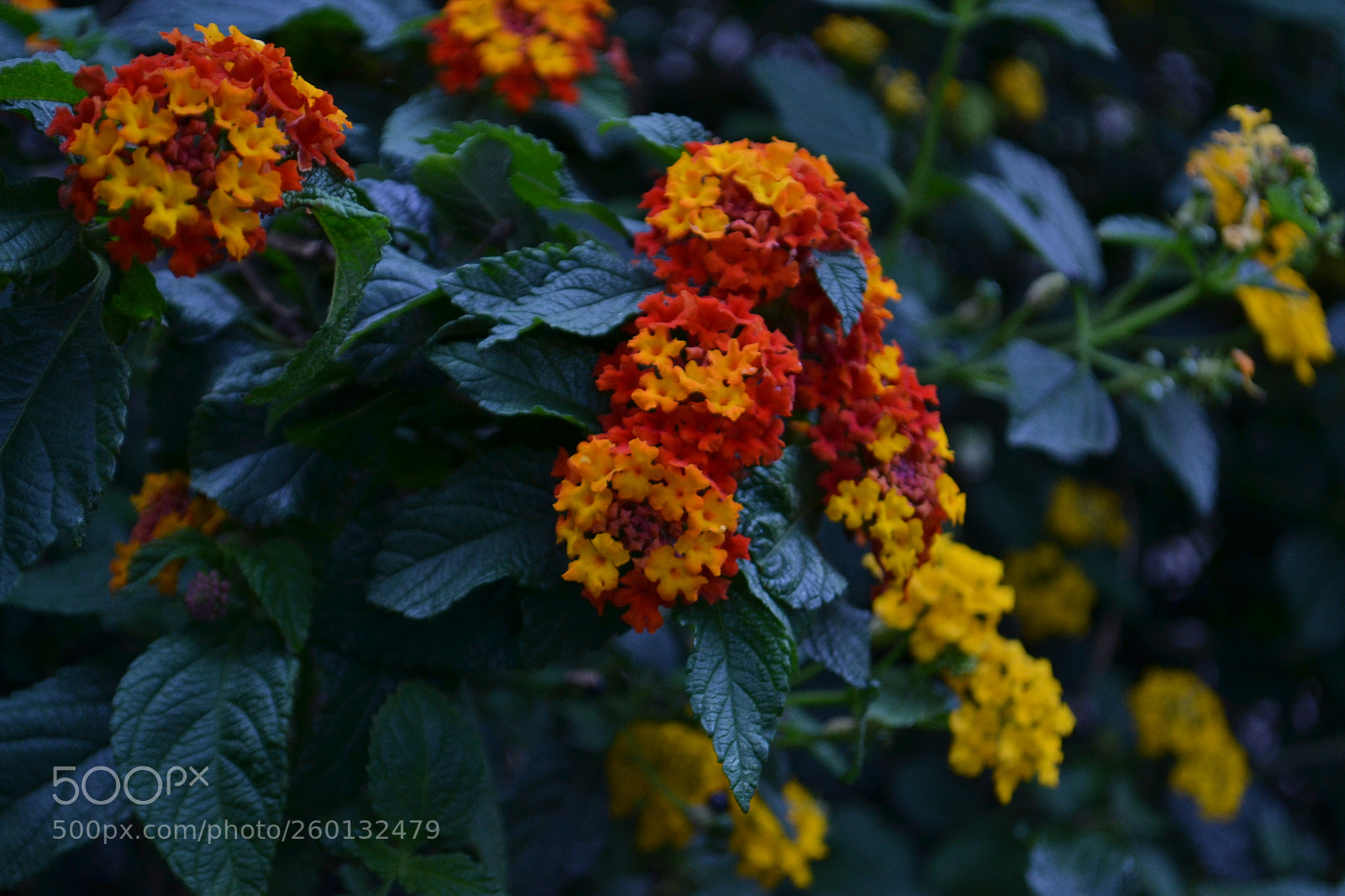 Nikon D3100 sample photo. Flori photography