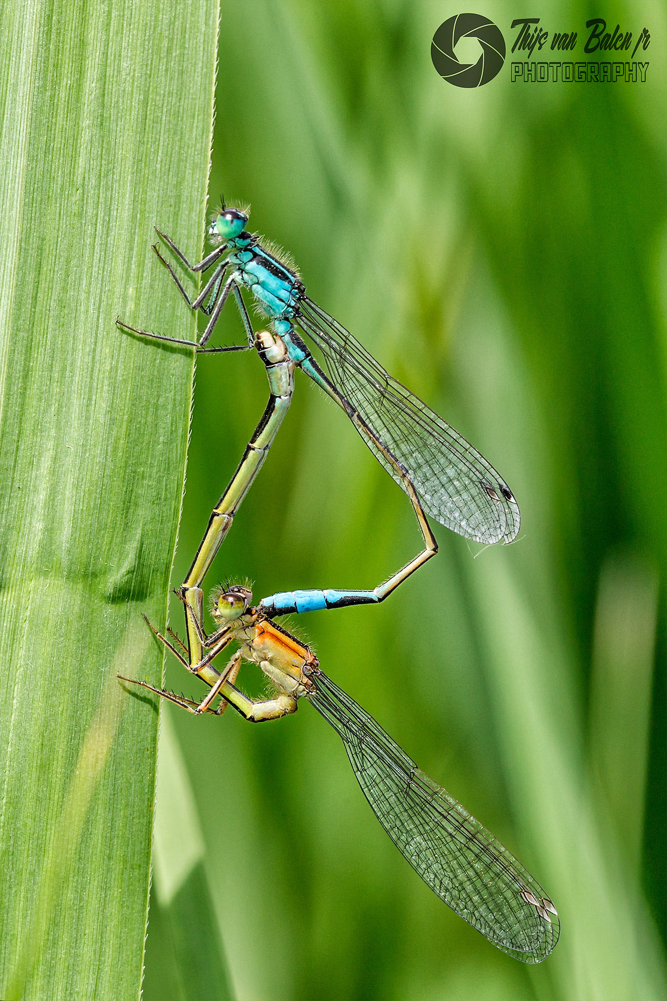 Canon EOS-1D Mark IV sample photo. Lantaarntjes (ischnura elegans) photography