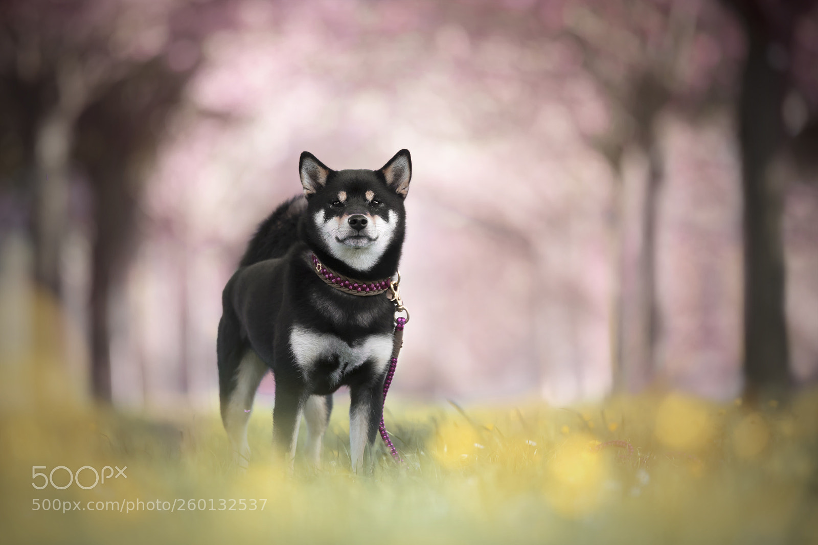 Nikon D750 sample photo. Ginka <3 photography
