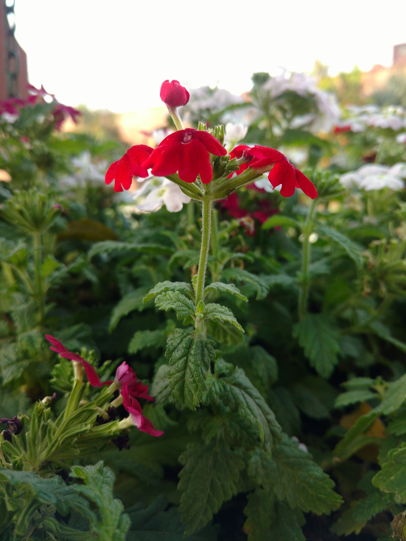 Motorola Moto X Play sample photo