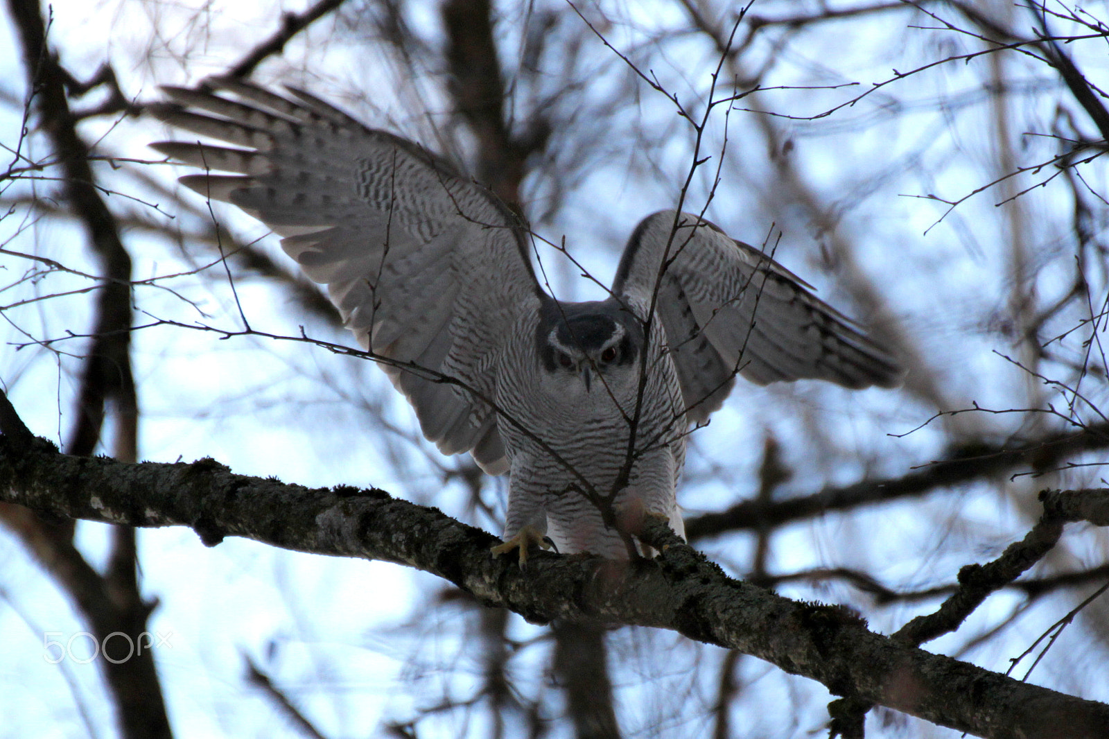 Canon EOS 500D (EOS Rebel T1i / EOS Kiss X3) sample photo. Goshawk photography