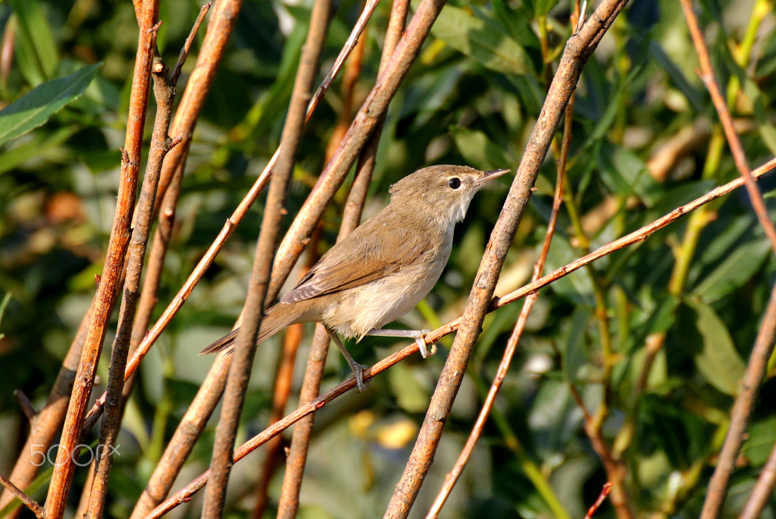 Tamron SP 35mm F1.8 Di VC USD sample photo. Blyth's reed warbler photography