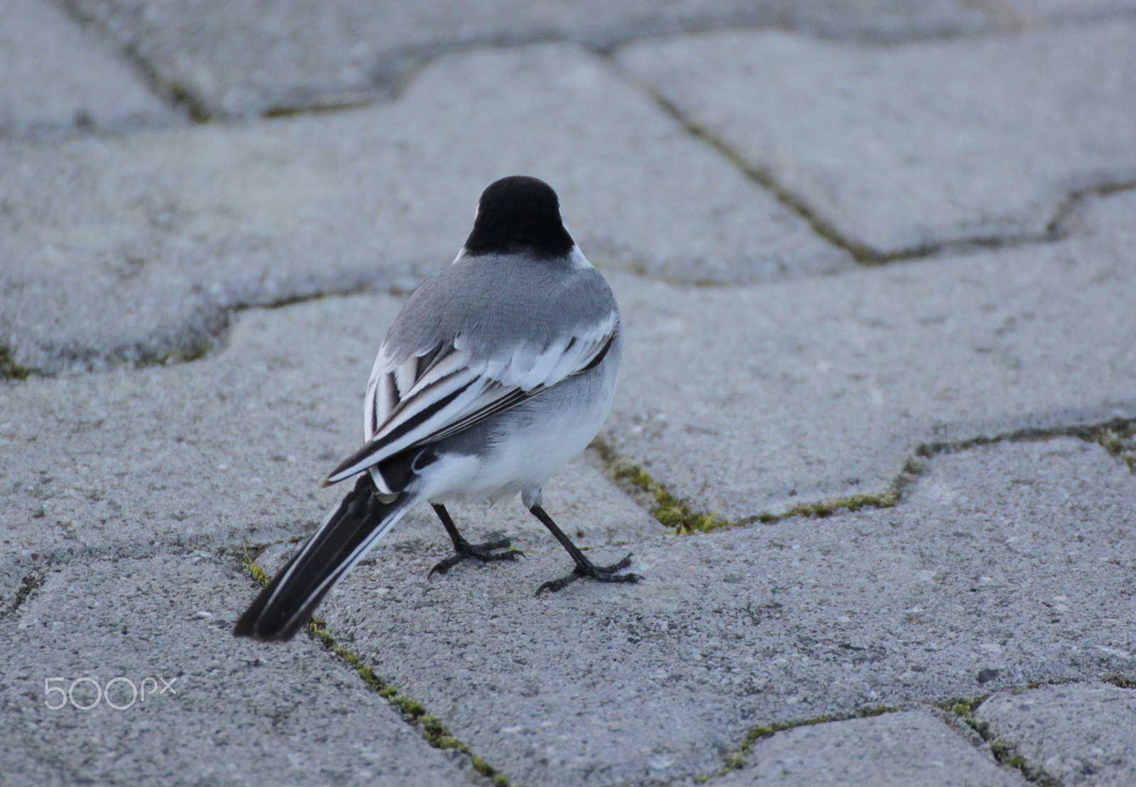 Canon EOS 500D (EOS Rebel T1i / EOS Kiss X3) sample photo. Too early (white wagtail) photography