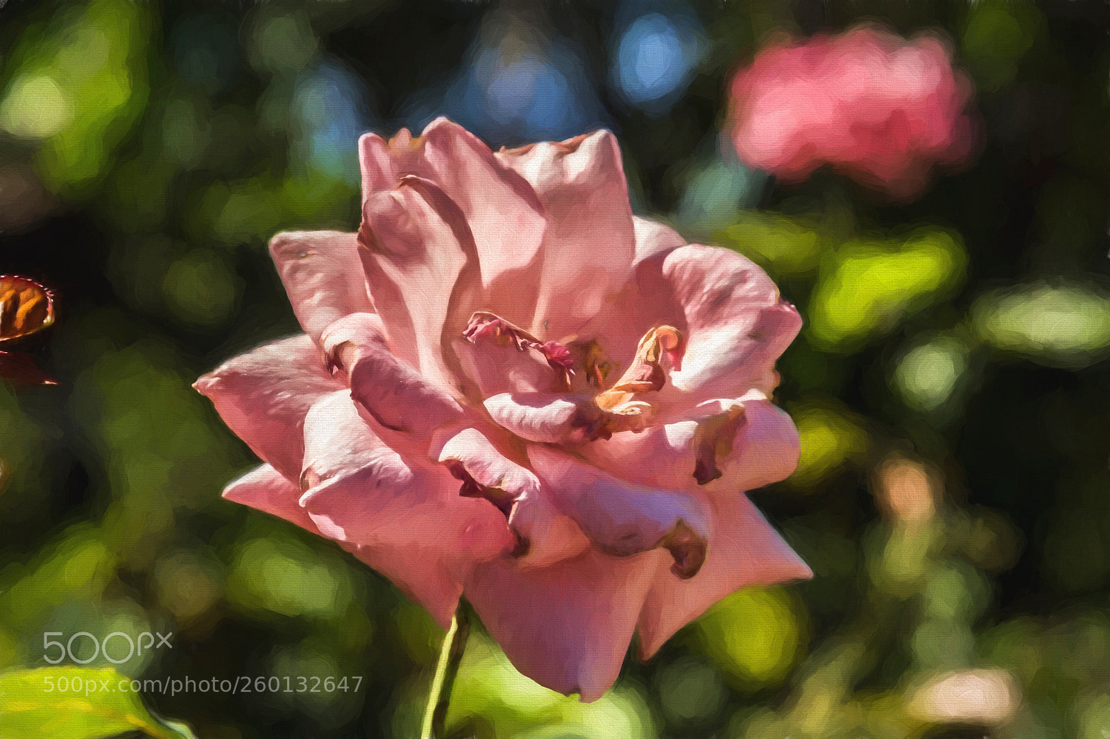Canon EOS 60D sample photo. Garden photography