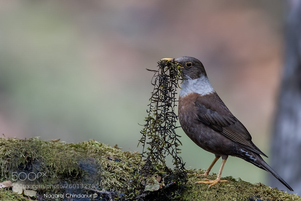 Nikon D5 sample photo. Nesting time photography