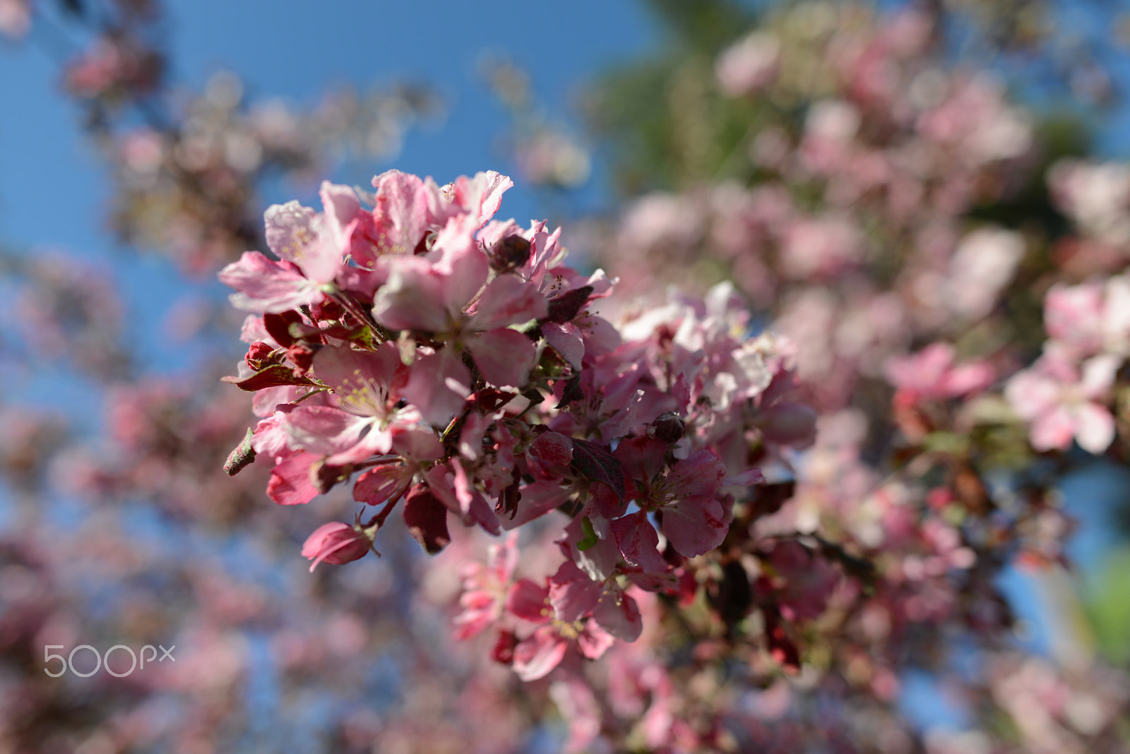 Nikon AF-S Nikkor 28mm F1.8G sample photo. Malus purpurea in full bloom photography