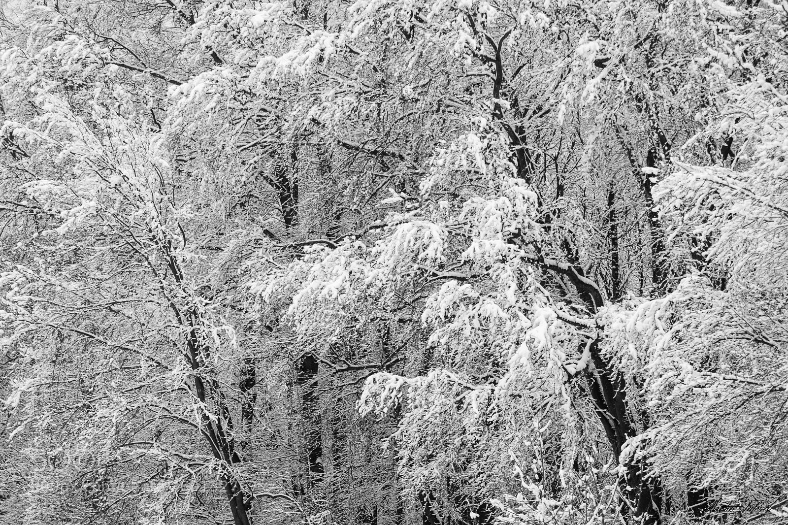 Nikon D500 sample photo. Winter's clothes... photography