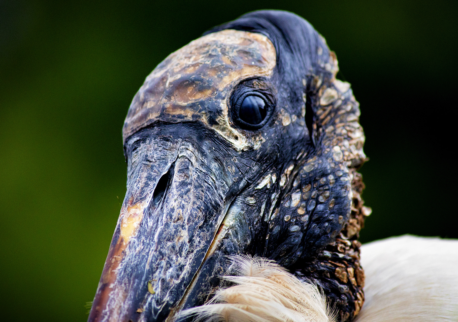 Canon EOS 800D (EOS Rebel T7i / EOS Kiss X9i) sample photo. Wood stork photography
