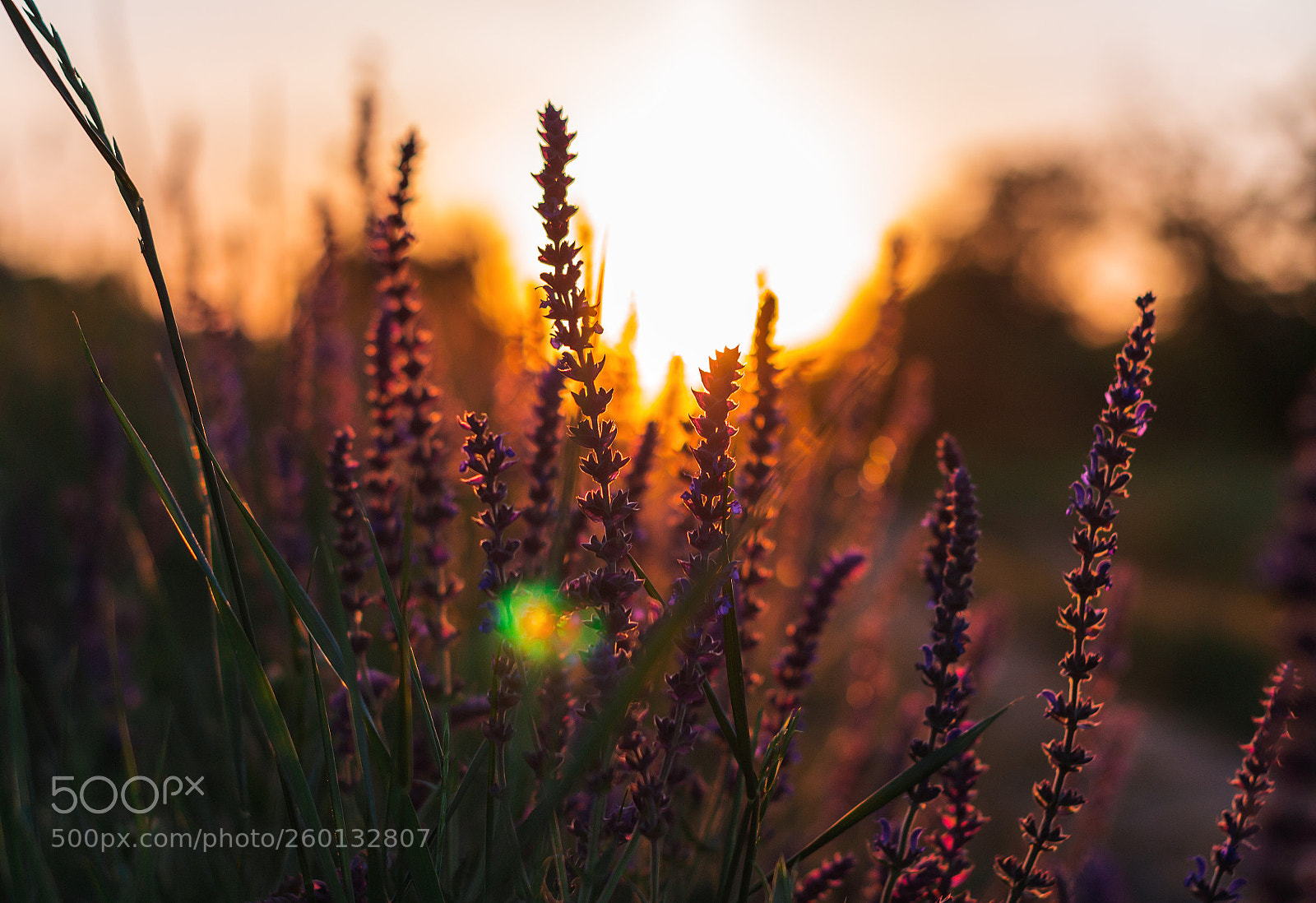 Nikon D3100 sample photo. Sunset and flowers photography