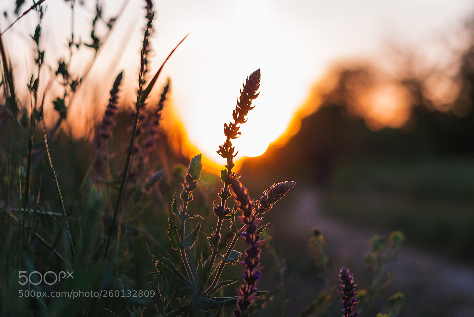 Nikon D3100 sample photo. Sunset and flowers photography
